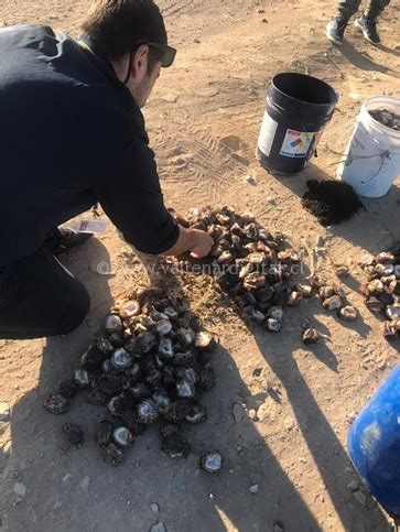 Sernapesca Atacama logró incautar más de 2 toneladas de recursos