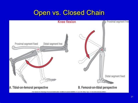 Basic Principles Of Kinesiology