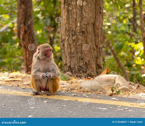 Himalayan Gray Langur Stock Image Image Of Gray Tree 273646847