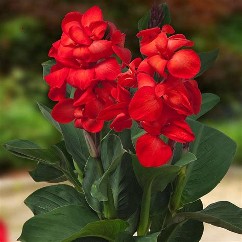 Cannasol Happy Carmen Canna Lily High Country Gardens