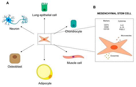 Ijms Free Full Text The Role Of Mesenchymal Stem Cells In Radiation