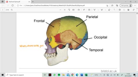 Anatomy 2 Flashcards Quizlet