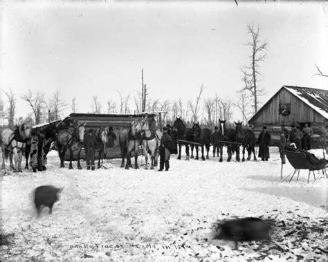 Horses At A Logging Camp Photograph Wisconsin Historical Society