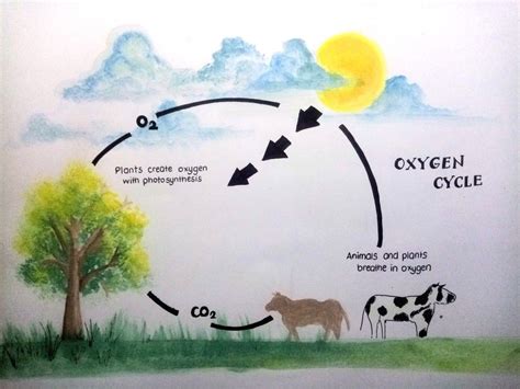 Oxygen Cycle Vector Illustration Artofit