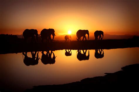 🔥 [45+] Elephant Wallpapers for Desktop | WallpaperSafari