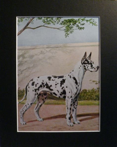 Great Dane Vintage Mounted Edwin Megargee Black Dappled Etsy