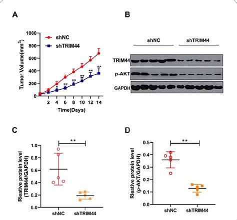 Knockdown Of TRIM44 Inhibits Tumor Growth In Nude Mice A B ShNC Or