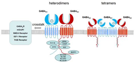 Frontiers Complex Gabab Receptor Complexes How To Generate Multiple Functionally Distinct