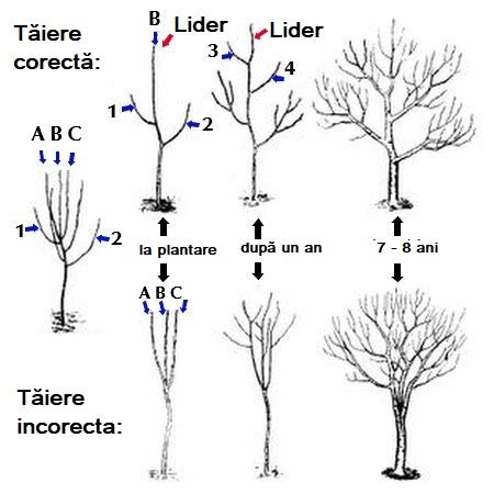 T Ierea Pomilor Fructiferi Reguli De Baz Poze Agricultura