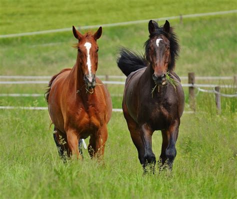 Signs Of Laminitis Identifying The Presence Of The Condition