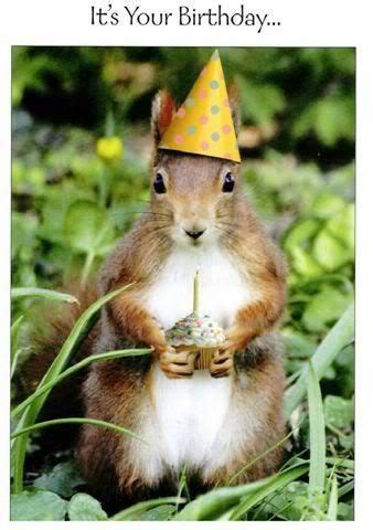 Happy Birthday Squirrel - Funny Happy Birthday Pictures