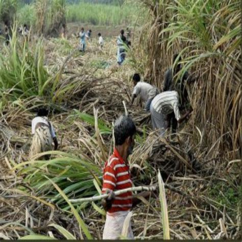 Tamil Nadu Sugarcane Farmers Demand State Government To Instruct Sugar