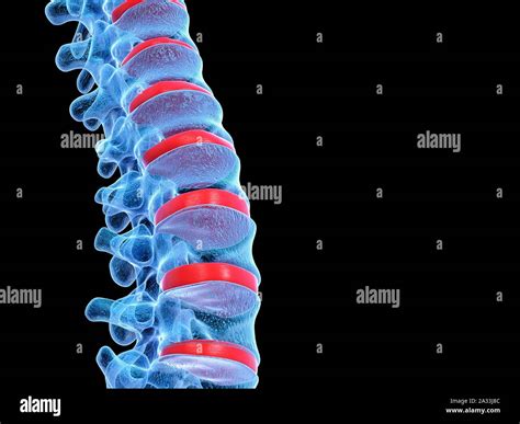 Human Spine Illustration Stock Photo Alamy