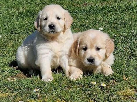 À réserver 3 chiots Golden Retrievers femelles LOF Petite Annonce chien