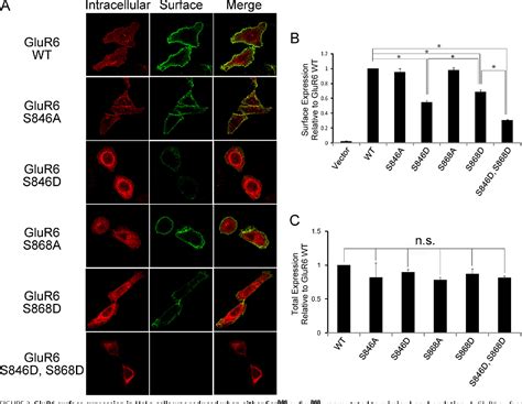 Figure 2 From Differential Regulation Of Kainate Receptor Trafficking