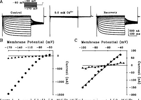 Figure 1 From Regulation Of The Hyperpolarization Activated Current IAB