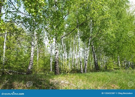 Birch Grove On A Sunny And Warm Day Stock Image Image Of Grove Plant