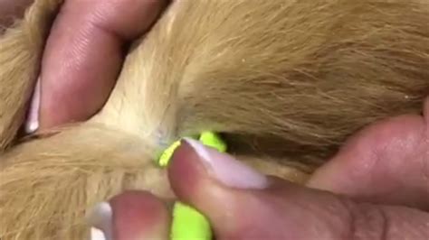 How To Remove A Tick From A Cat Youtube