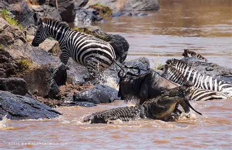 The Great Wildebeest Migration - Wildlife Photography, Clement Wild