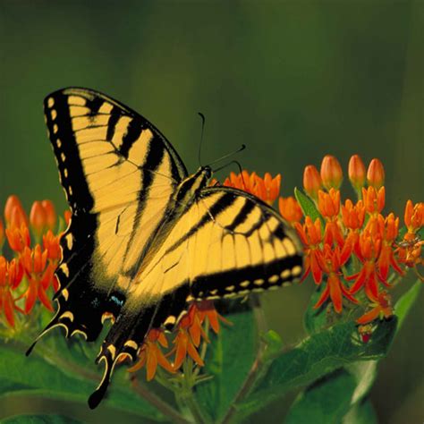 Orange Butterfly Weed Seeds - Perennial Flower Seeds