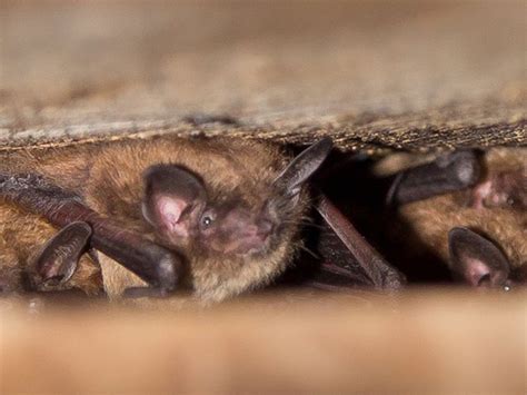 Bat From Grey Bruce Tests Positive For Rabies Grey Bruce This Week