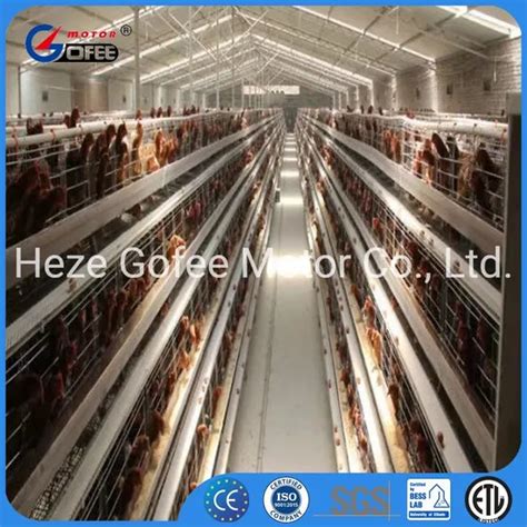 Fully Automatic Manure Removing System H Type Galvanized 4 Tiers Cage