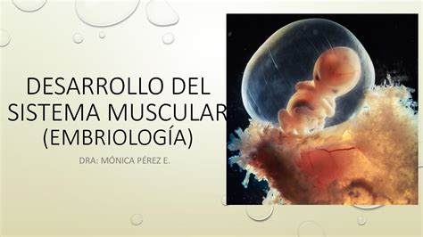 Calaméo Desarrollo Del Sistema Muscular Embriología