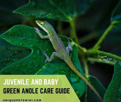 Juvenile And Baby Green Anole Care Guide (With Suppliers)