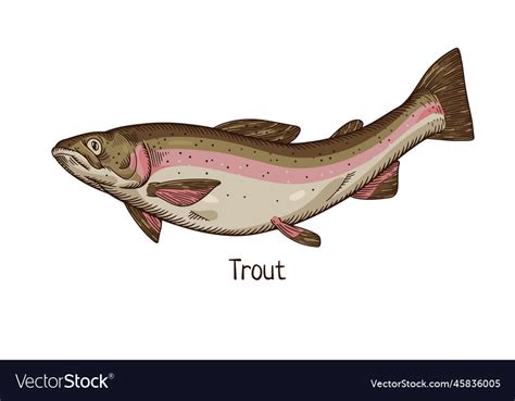 Rainbow Trout Vintage Drawing Realistic River Vector Image