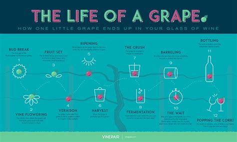 Infograf As Interesantes Sobre Uvas Aprende De Vinos