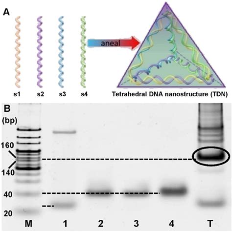 Figure 1 From Understanding The Biomedical Effects Of The Self Assembled Tetrahedral Dna