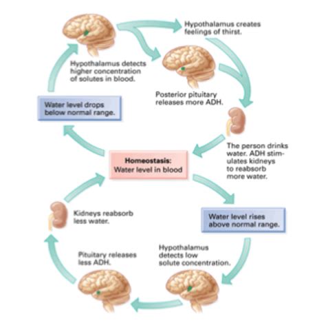 Osmoregulation, The Kidney, and The Role of ADH (Exam 3) Flashcards ...