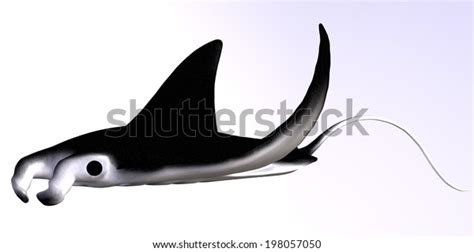 Manta Ray Pup Over 1 Royalty Free Licensable Stock Illustrations