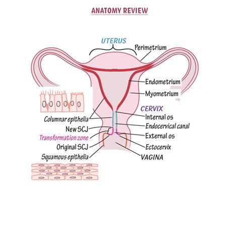 Internal Cervical Os Model Canal