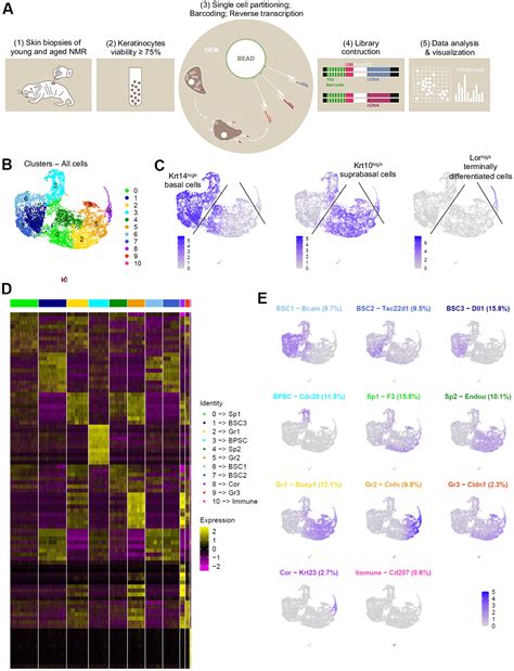 Single Cell Transcriptomics Reveals Age Resistant Maintenance Of Cell