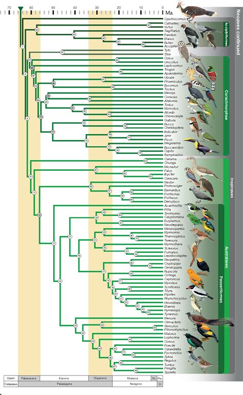 Pdf A Comprehensive Phylogeny Of Birds Aves Using Targeted Next