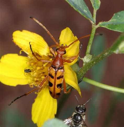 Six Spotted Flower Longhorn Beetle Strangalia Sexnotata Bugguidenet