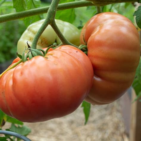 Blushingstar Tomato F1 Hybrid 70 75 Days In 2022 Tomato Mulching Garden Seeds