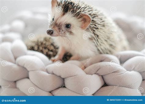 African Pygmy Hedgehog Hedgehog In A Gray Wicker Bed Accessories And