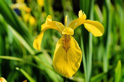 Lirio Espada Flor Pantano Iris Foto Gratis En Pixabay Pixabay