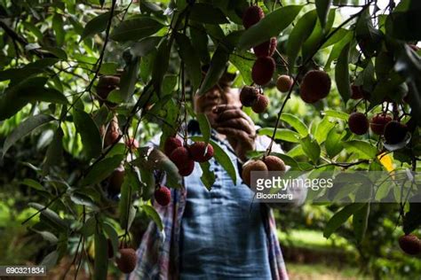 Lychee Orchard Photos And Premium High Res Pictures Getty Images