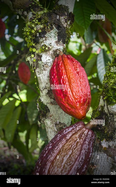 Ecuador Cacao Fotografías E Imágenes De Alta Resolución Alamy