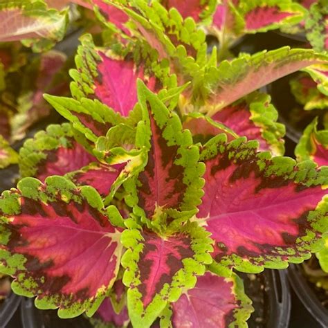 Coleus Heartbreaker Shopic