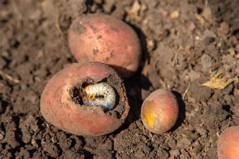 6 Common Pests That Eat Potatoes Underground Small Garden Advice