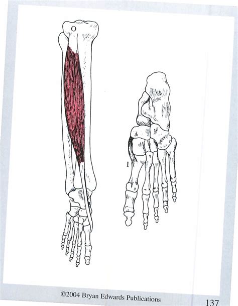 Tibialis Anterior Function