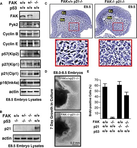 Nuclear Fak Promotes Cell Proliferation And Survival Through Ferm Enhanced P53 Degradation