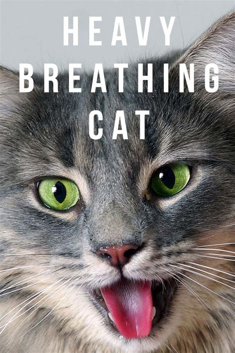 Heavy Breathing Cat - Causes And Solutions For Panting Cats