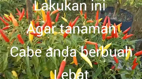 Menanam Cabe Dalam Polybag Part 2 YouTube