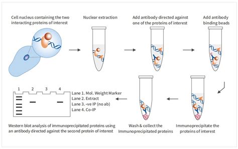 Co Ip检测服务共免疫沉淀检测膜蛋白coip技术 金开瑞