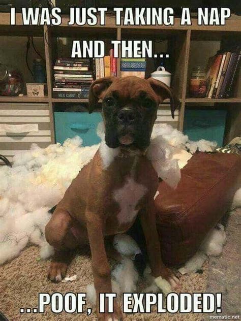 Funny Dog Meme Boxer